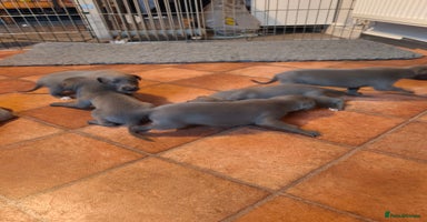 Whippet dogs - Advert 7