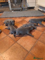 Whippet dogs - Advert 7