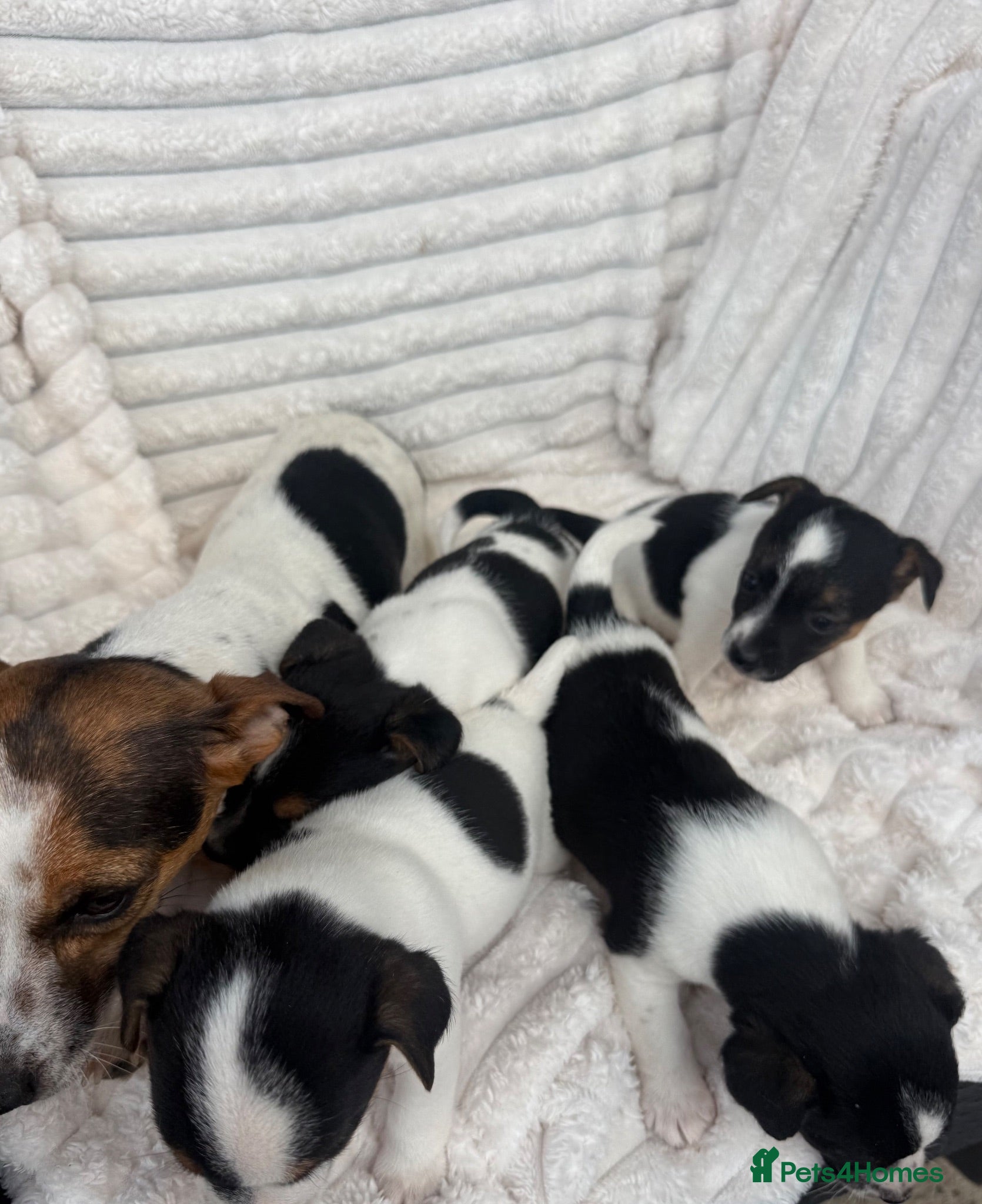 Jack Russell dogs Jack Russel puppy’s  - Advert 1