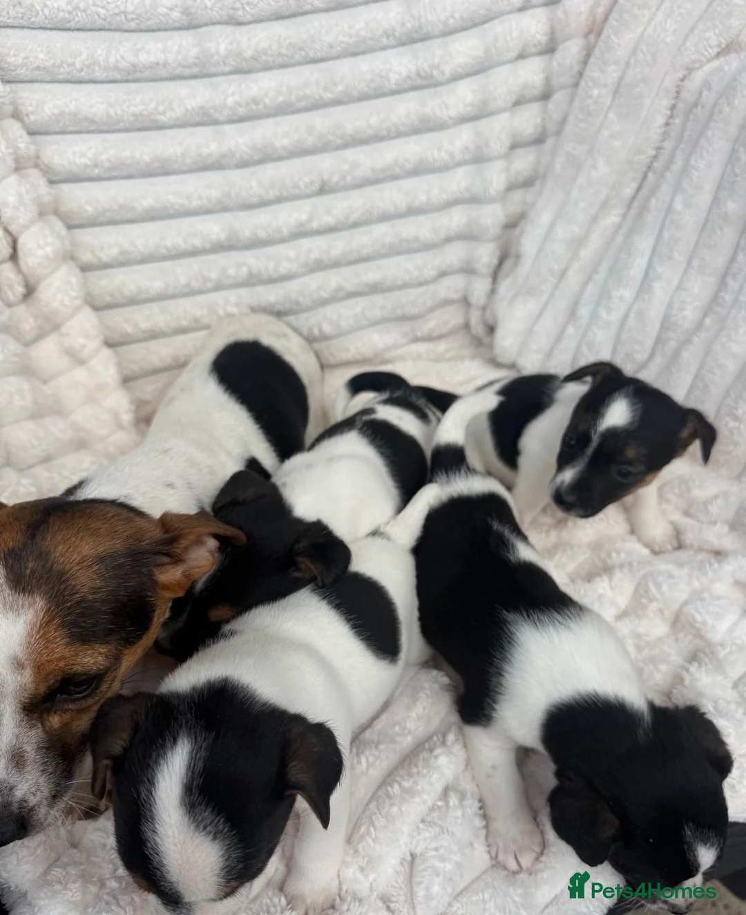 Jack Russell dogs for sale: Jack Russel puppy’s  - Advert 1