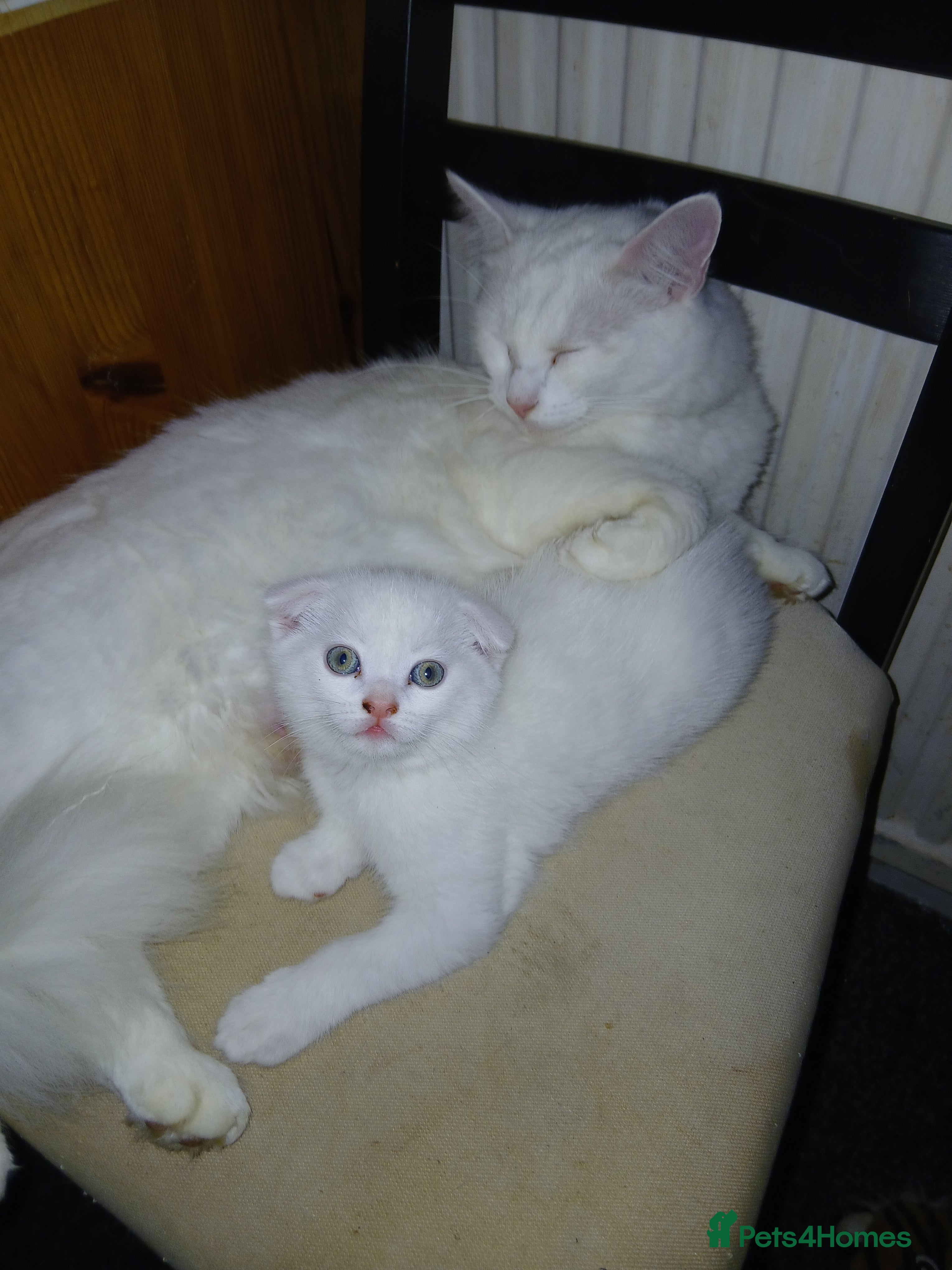 Mixed Breed cats Kittens  **  angels  - Advert 12