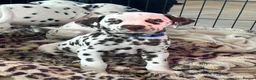 Dalmatian dogs for sale: Exceptional Litter. 2 Boys Remaining  - Advert 7