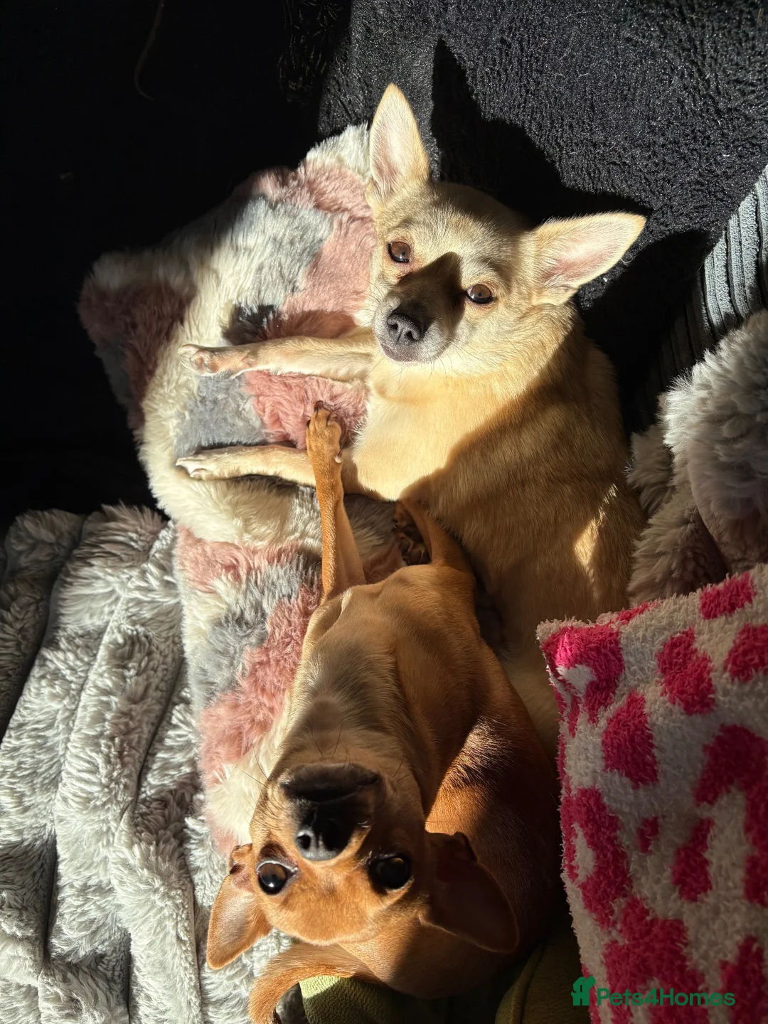 Chihuahua dogs for sale: Peaches & Blossom - Advert 2