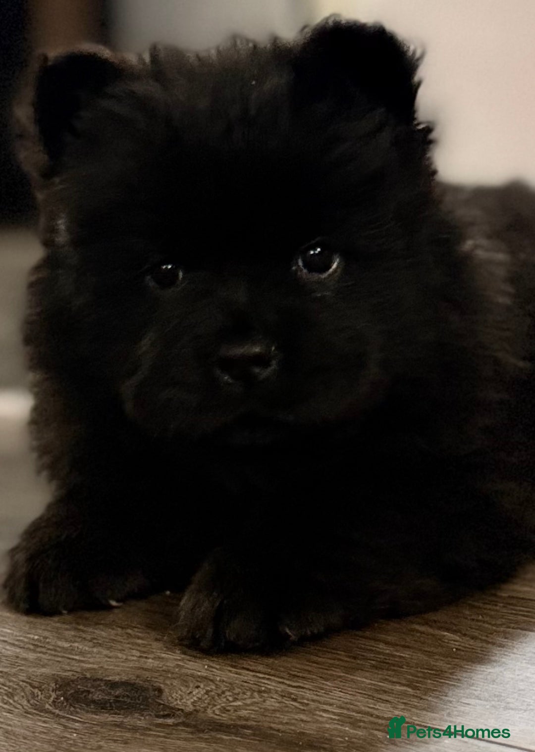 Chow Chow dogs for sale: Ready to go to their new homes.  - Advert 16