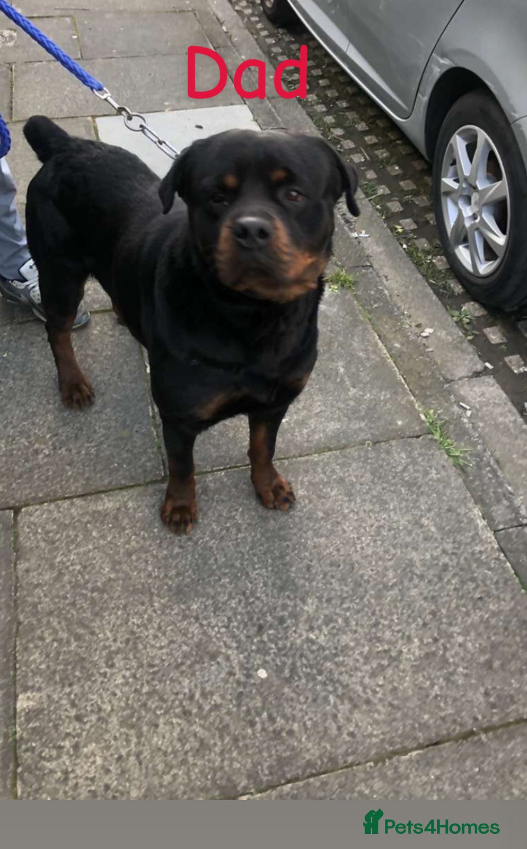 Rottweiler dogs for sale: 5 chunky pure pedigree Rottweiler pups - Image 22