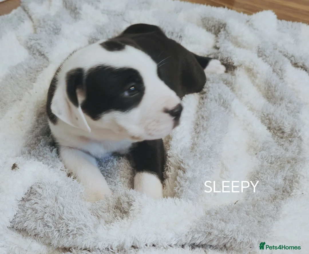 Mixed Breed dogs for sale:  REDUCED!! 2 OLD TYME BORDER COLLIE PUPPIES!  - Advert 17