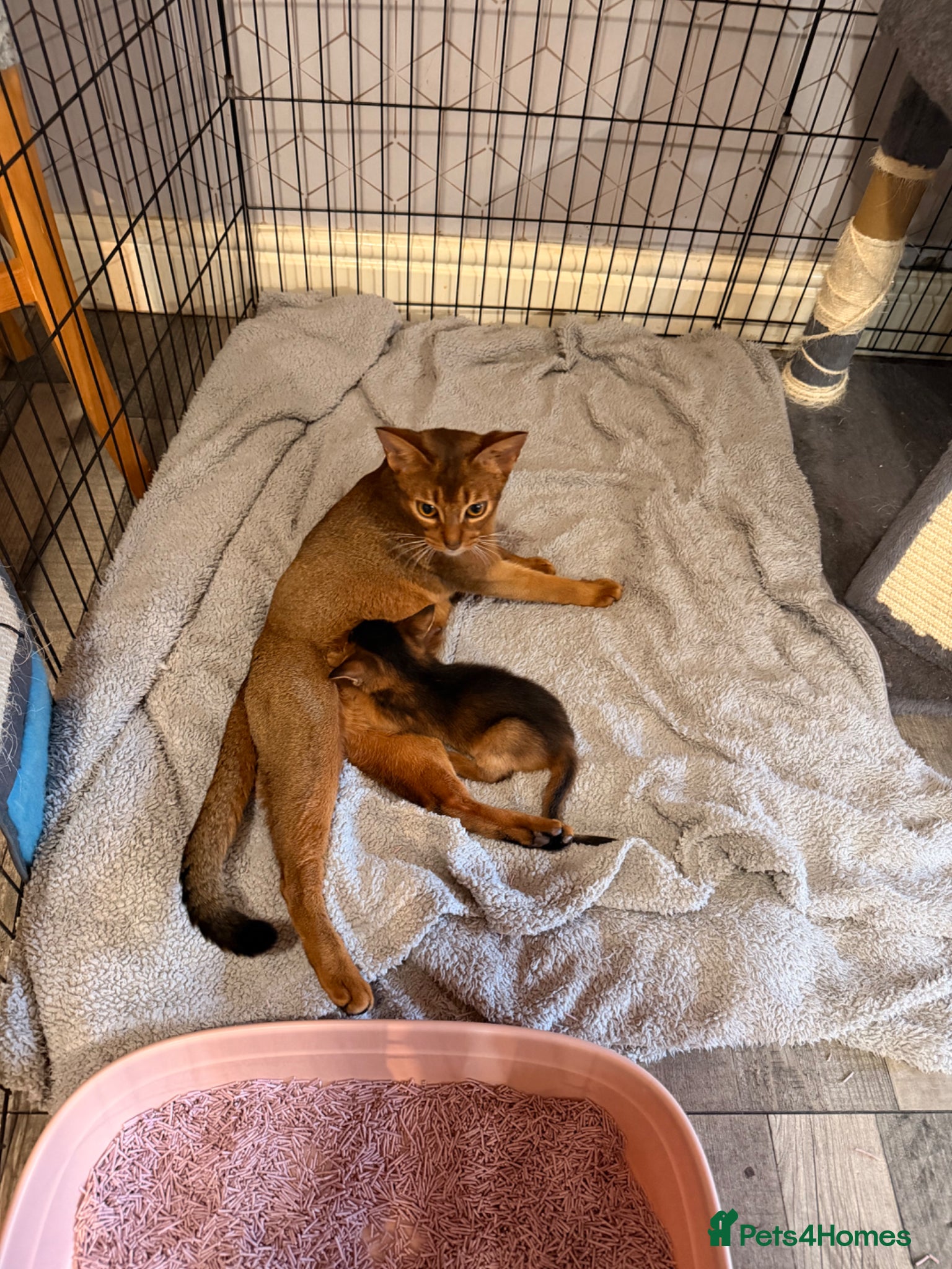 Abyssinian cats 2 Abyssian kittens - Advert 2