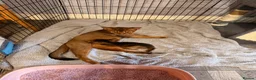 Abyssinian cats for sale: 2 Abyssian kittens in Livingston - Advert 2
