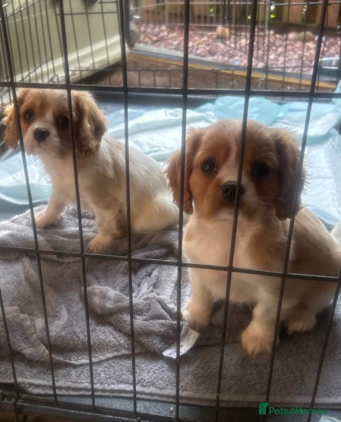 Cavalier King Charles Spaniel dogs Cavalier King Charles Puppies - Advert 6
