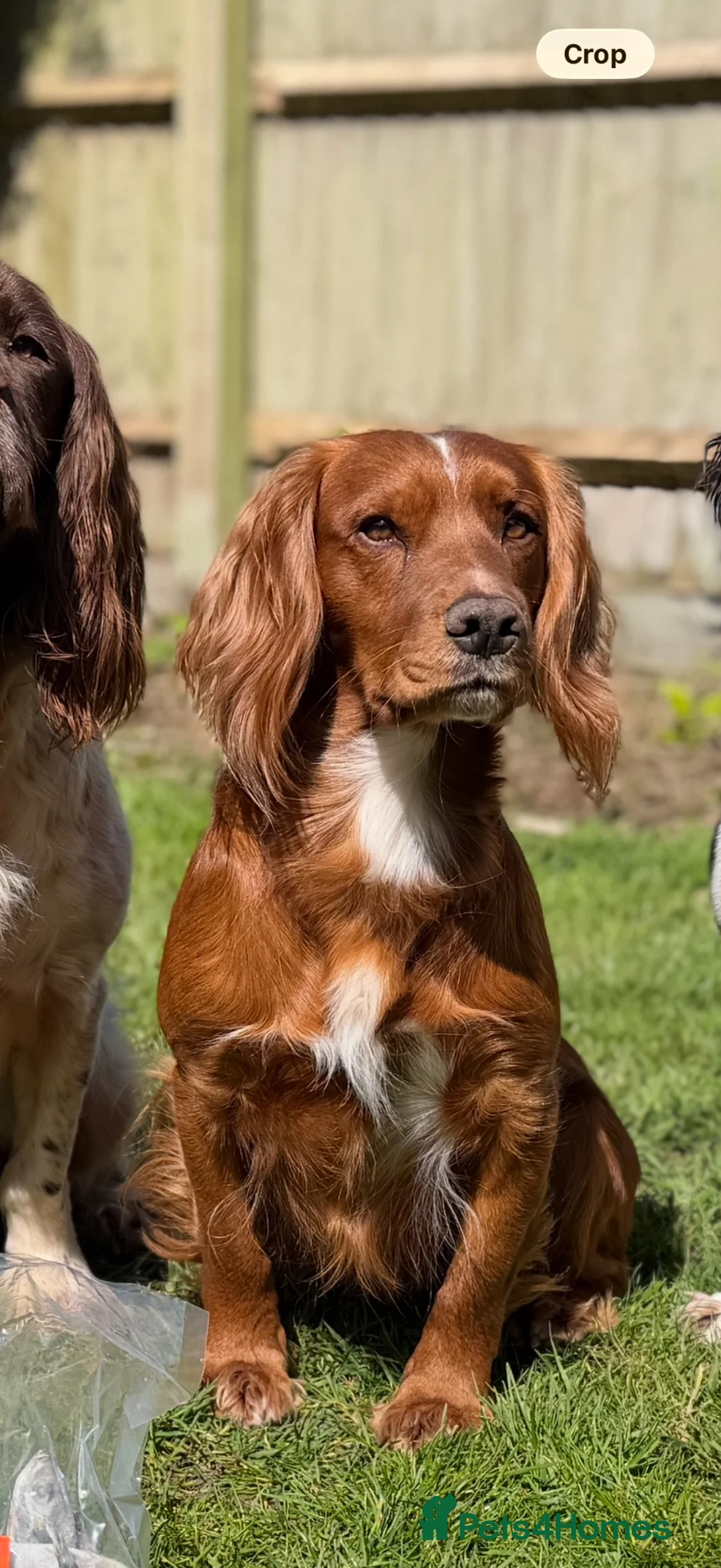 Cocker Spaniel dogs for stud: Extensively health tested. Carries tan. KC reg.  - Advert 2