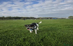 Mixed Breed dogs for adoption: Hutch is ready to find his forever family! - Image 8