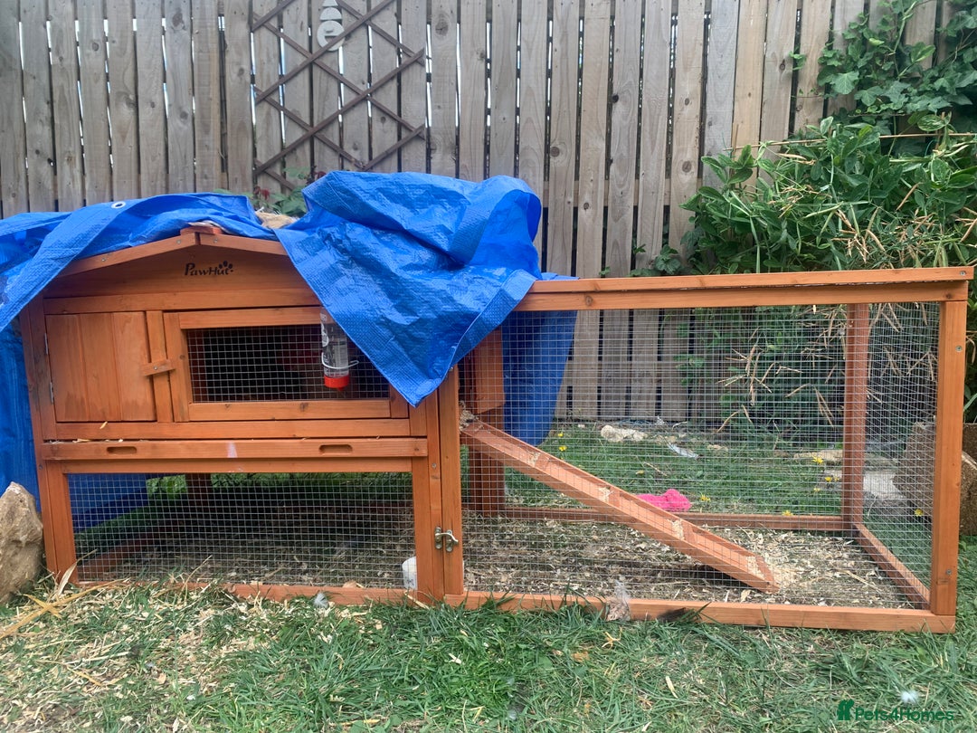 Guinea Pig rodents for sale: 2 male young Guinea pigs - Image 5