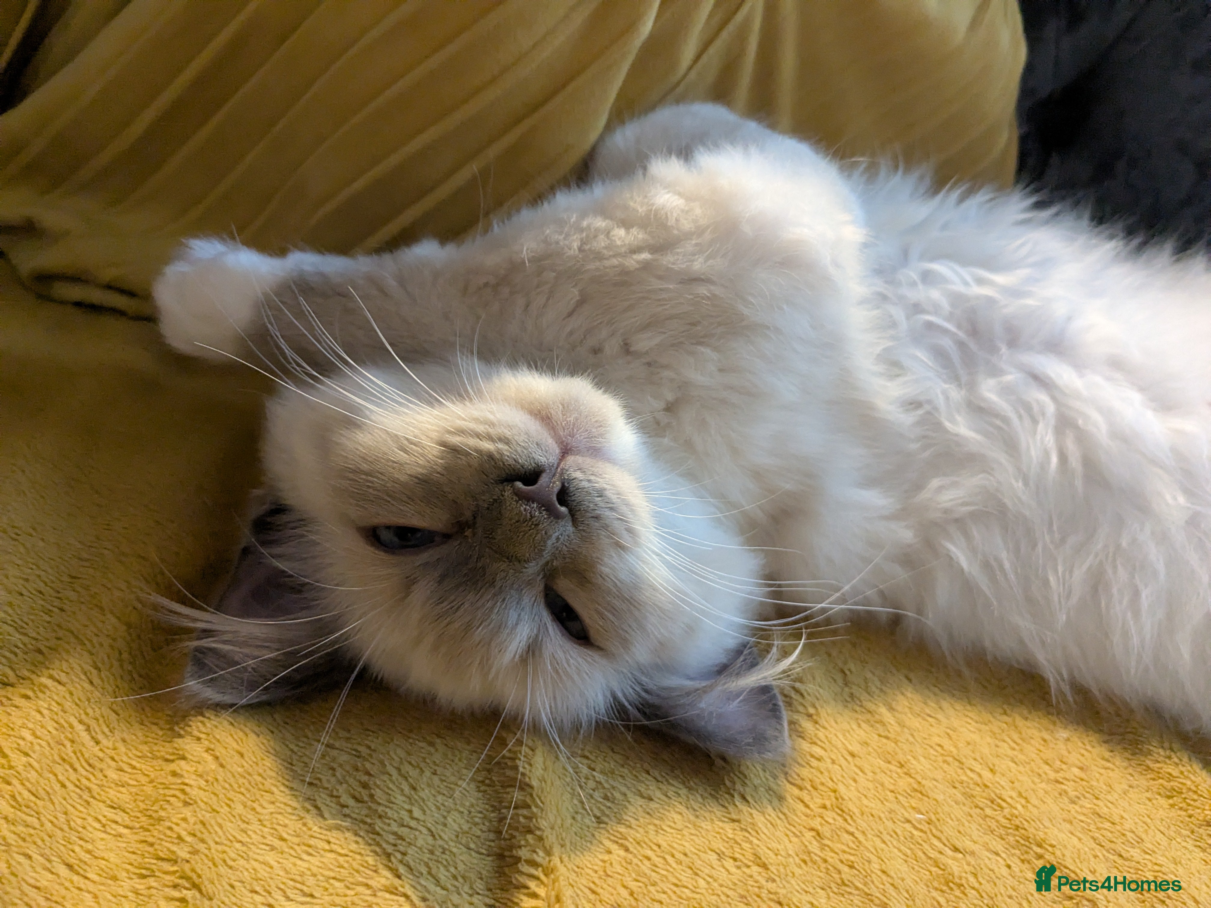 Ragdoll cats 💛*GCCF Registered *💛Pedigree Ragdoll kittens  - Advert 13