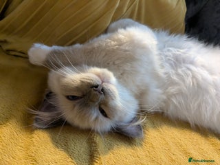 Ragdoll cats - Advert 17