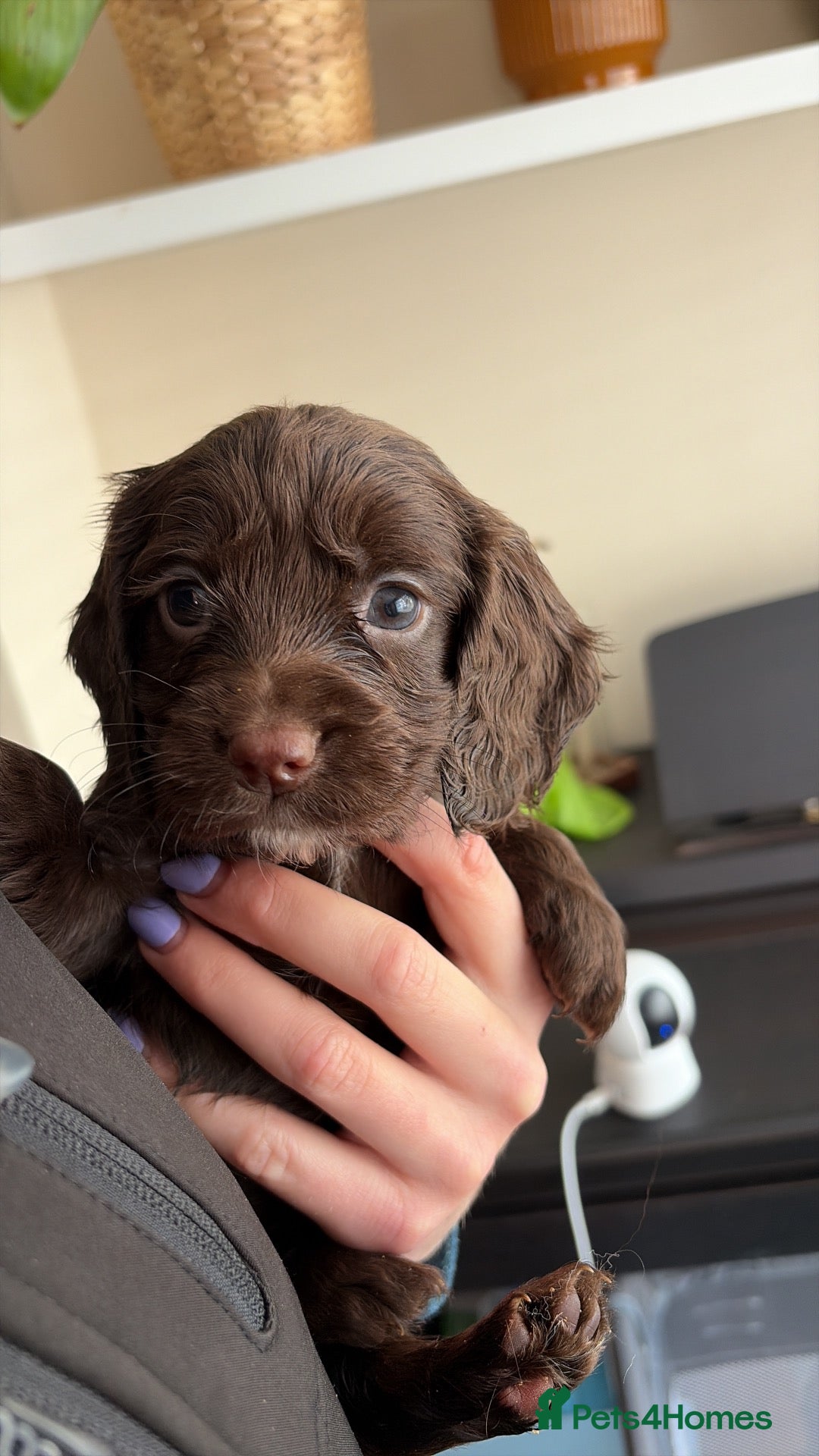 Cocker Spaniel dogs 6 Week old Working Cocker Spaniel Puppies - Advert 4