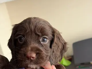Cocker Spaniel dogs 6 Week old Working Cocker Spaniel Puppies - Advert 1