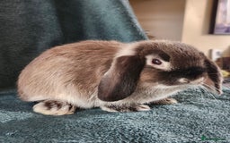 Mini Lion Lop rabbits for sale: beautiful mini sm lion lops and mini lops - Image 21