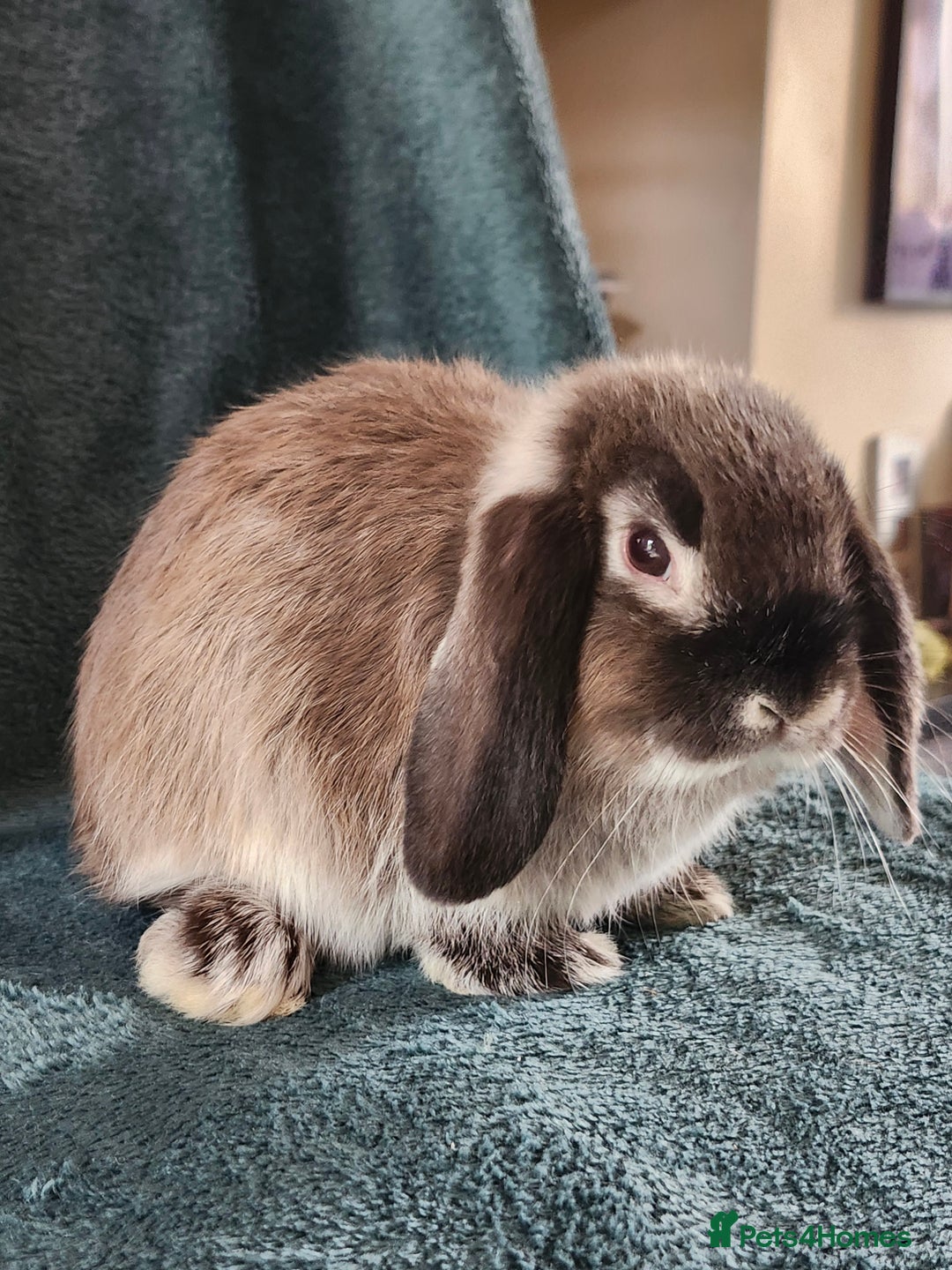 Mini Lion Lop rabbits for sale: beautiful mini sm lion lops and mini lops - Image 21
