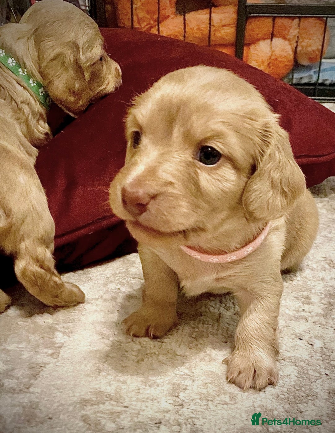 Miniature Dachshund dogs for sale: Long-Haired Miniature Cream Dachshund - Advert 4