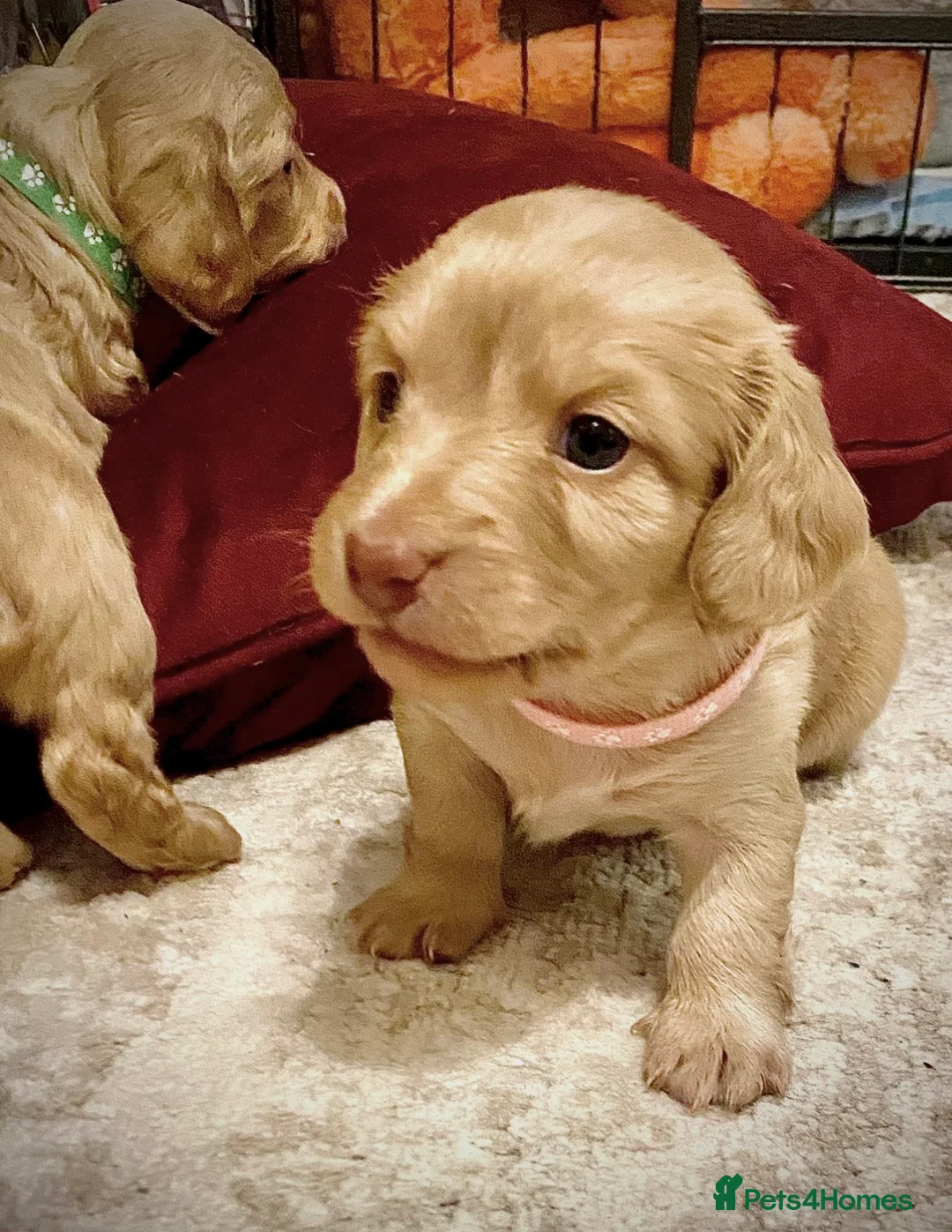 Miniature Dachshund dogs for sale: Long-Haired Miniature Cream Dachshund - Advert 10