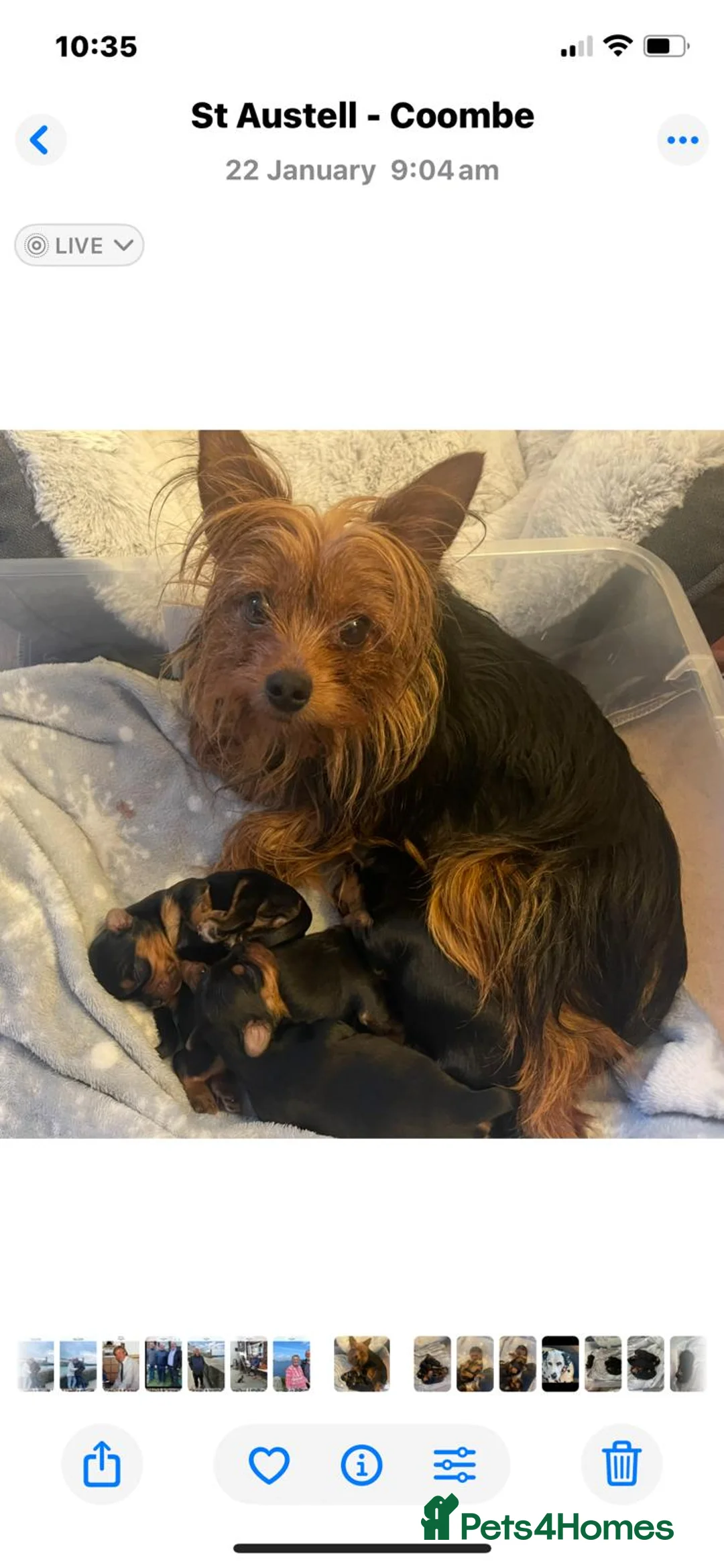 Yorkshire Terrier dogs for sale: Adorable Female Yorkshire Terrier Pups - Advert 2