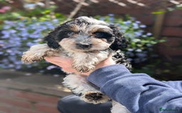 Cockapoo dogs for sale: Stunning Family Pets - Litter References Available - Image 2