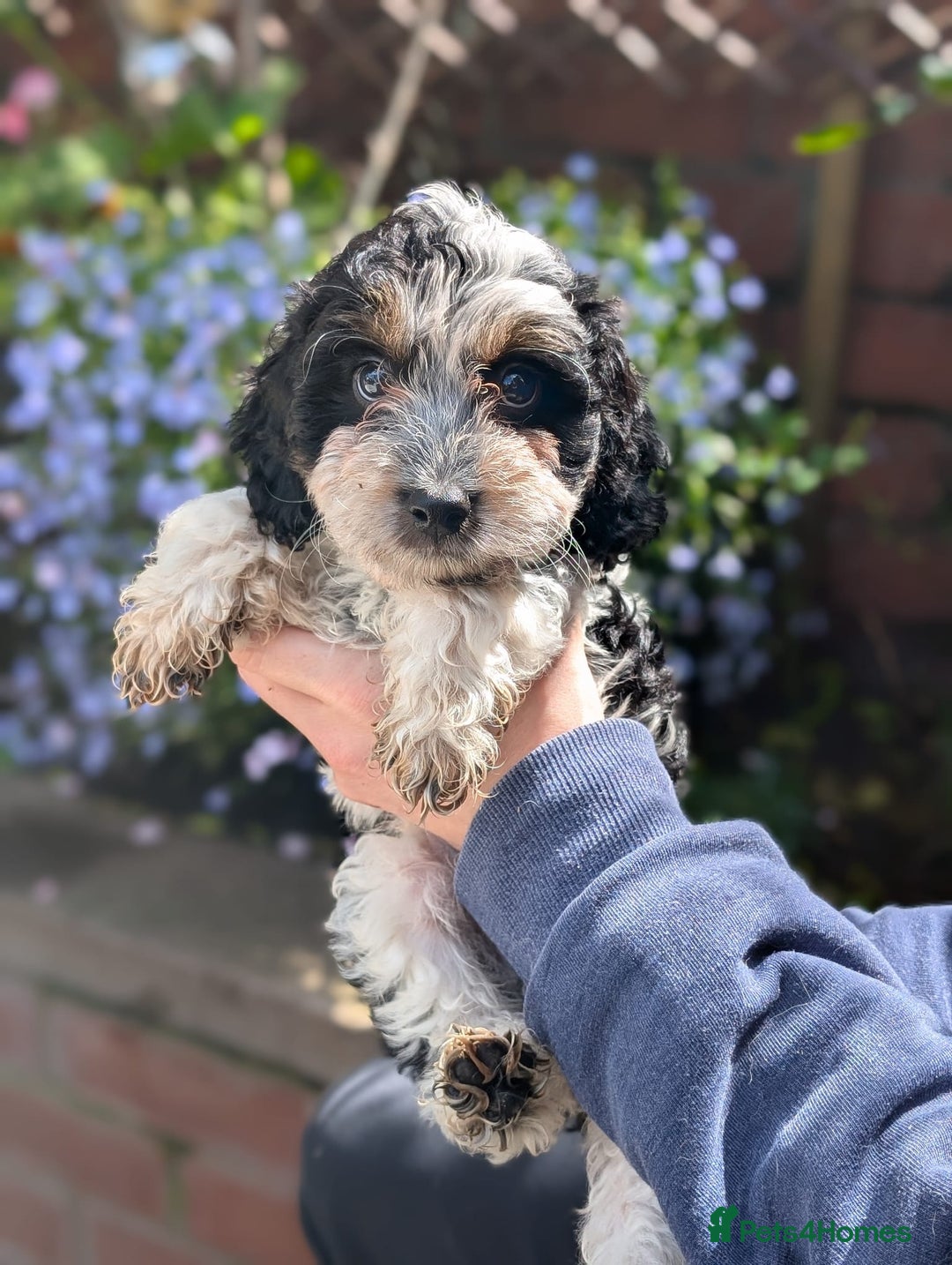 Cockapoo dogs for sale: Stunning Family Pets - Litter References Available - Image 2