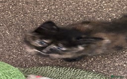 Mixed Breed cats for sale: Beautiful kittens for sale  - Image 8