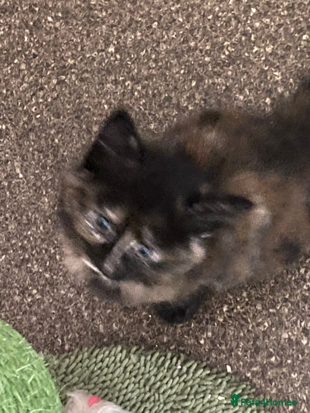 Mixed Breed cats for sale: Beautiful kittens for sale  - Image 8