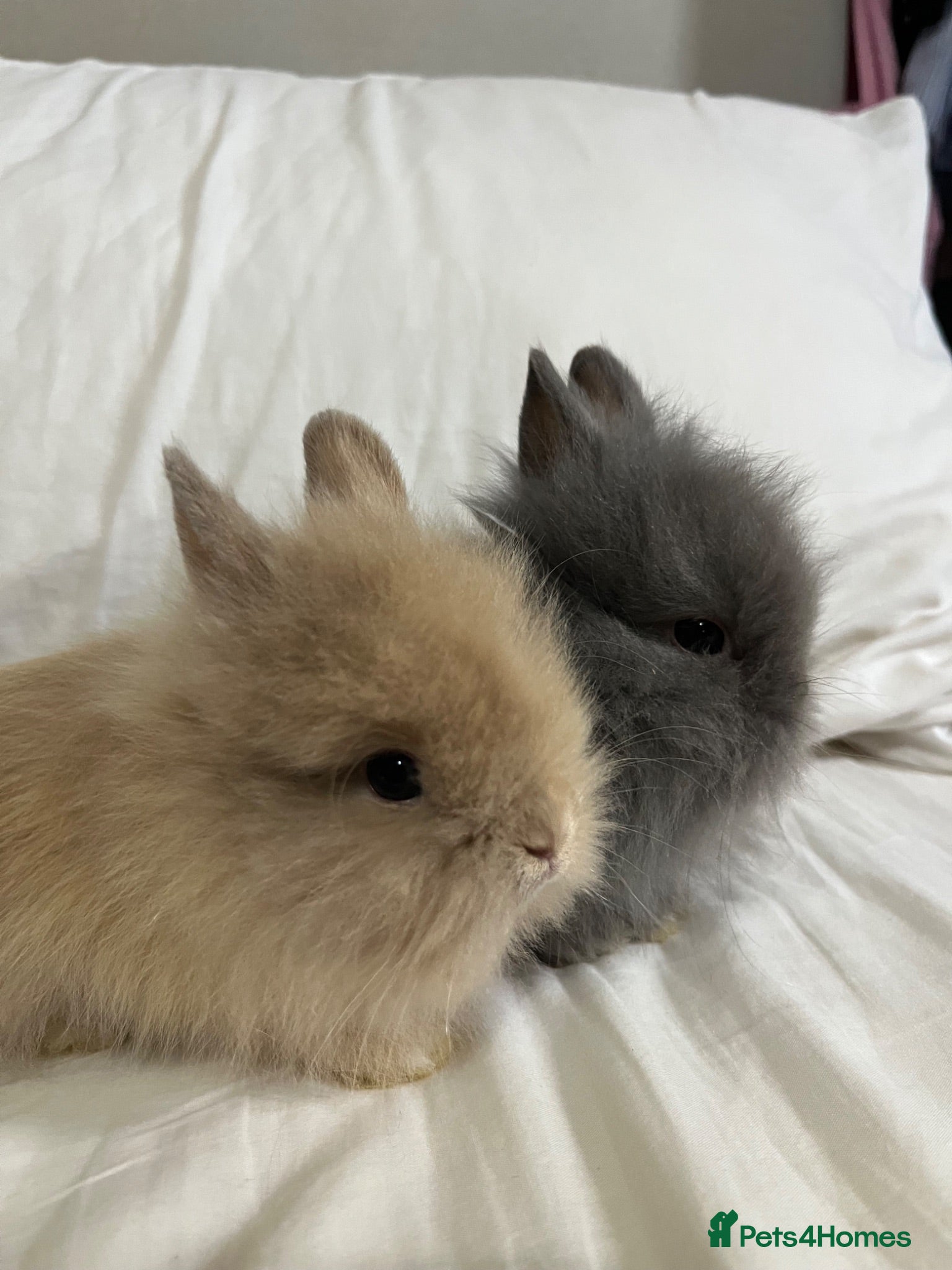 Lionhead rabbits Lionhead kits mixed gender  - Advert 3