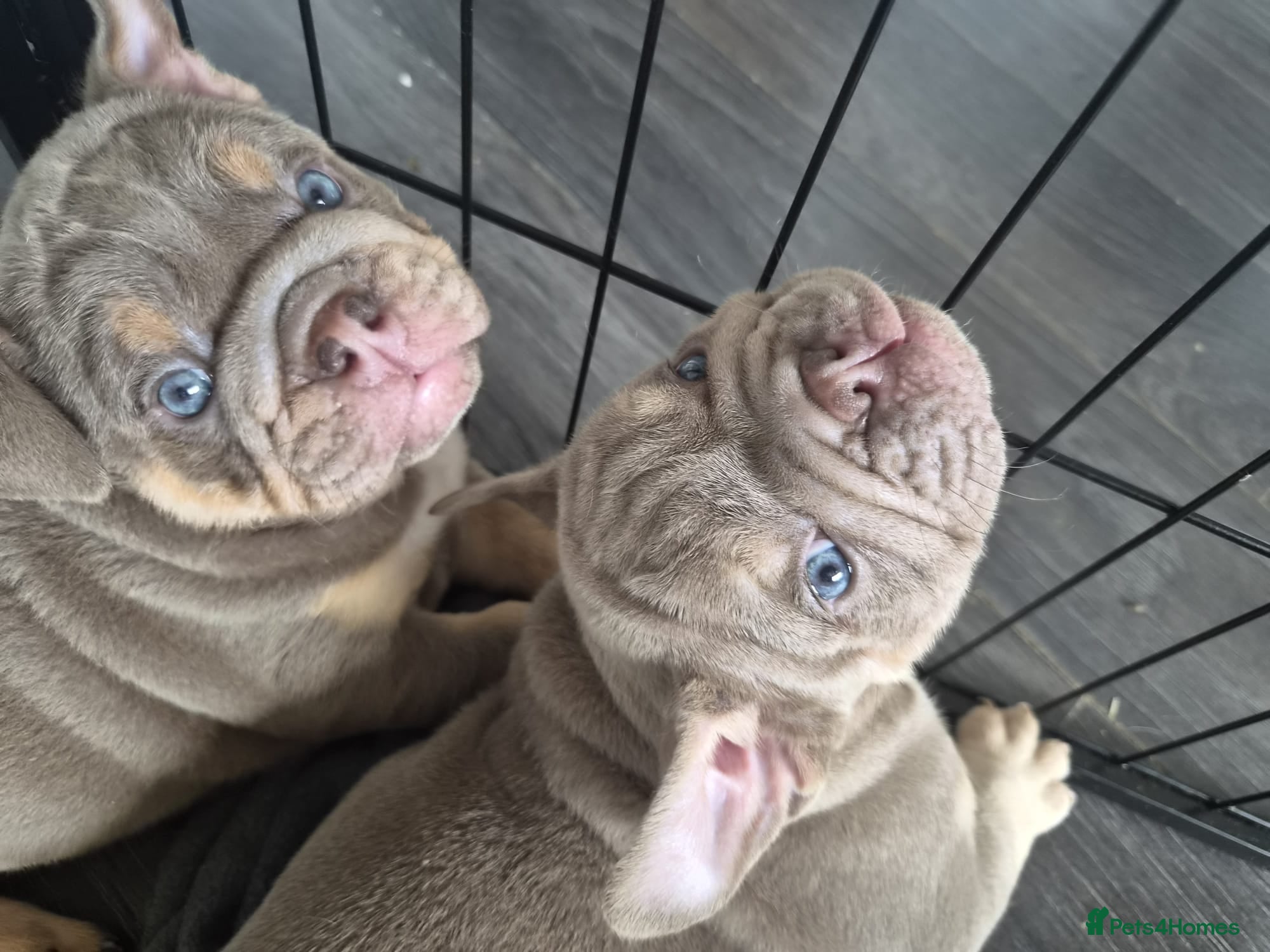 English Bulldog dogs KC REGISTERED BLUE TRI ENGLISH BULLDOGS FOR SALE - Advert 1