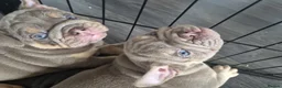 English Bulldog dogs for sale: READY TO LEAVE KC REG BLUE TRI ENGLISH BULLDOGS  - Advert 8