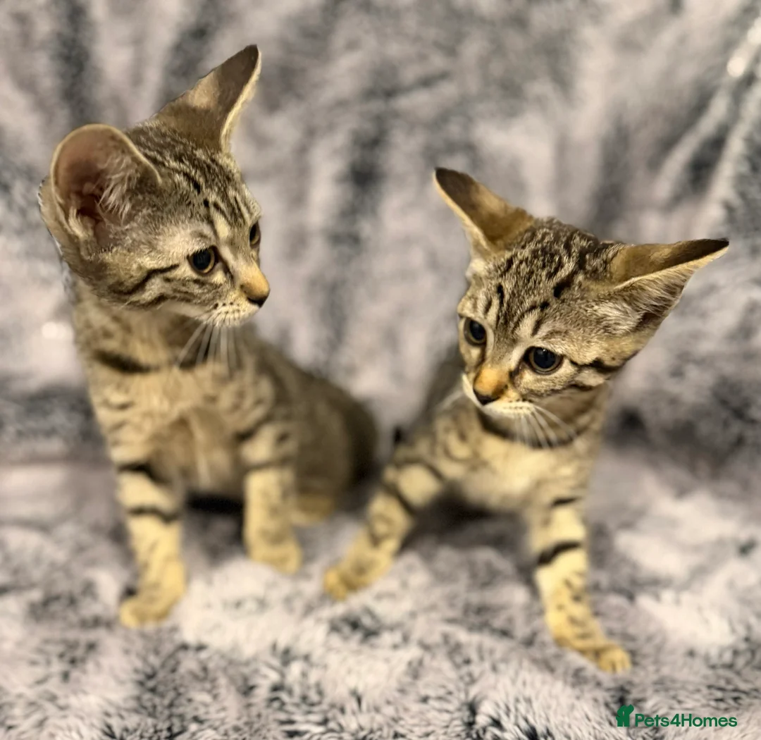 Mixed Breed cats for sale: 4 gorgeous kittens  - Advert 6