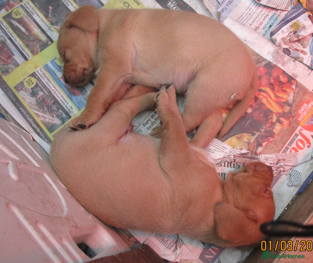 Labrador Retriever dogs for sale: SUPER LITTER OF RED FOX LABS - Advert 7