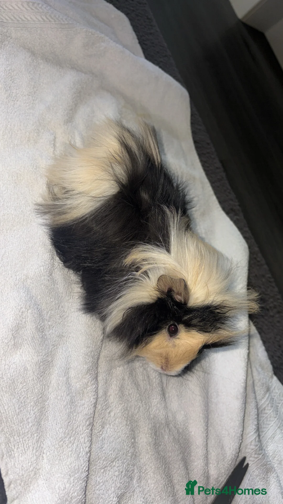 Guinea Pig rodents for sale: Guinea pig  in Newcastle upon Tyne - Advert 2