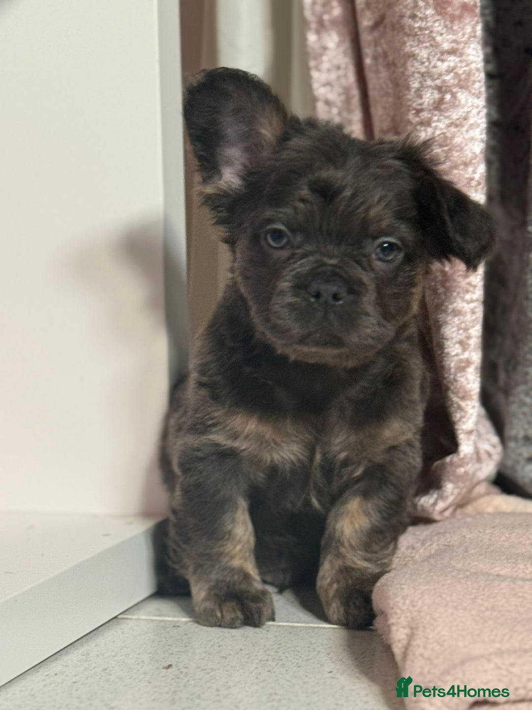 French Bulldog dogs for sale: REDUCED mixed pink and caramel French bulldogs - Advert 3