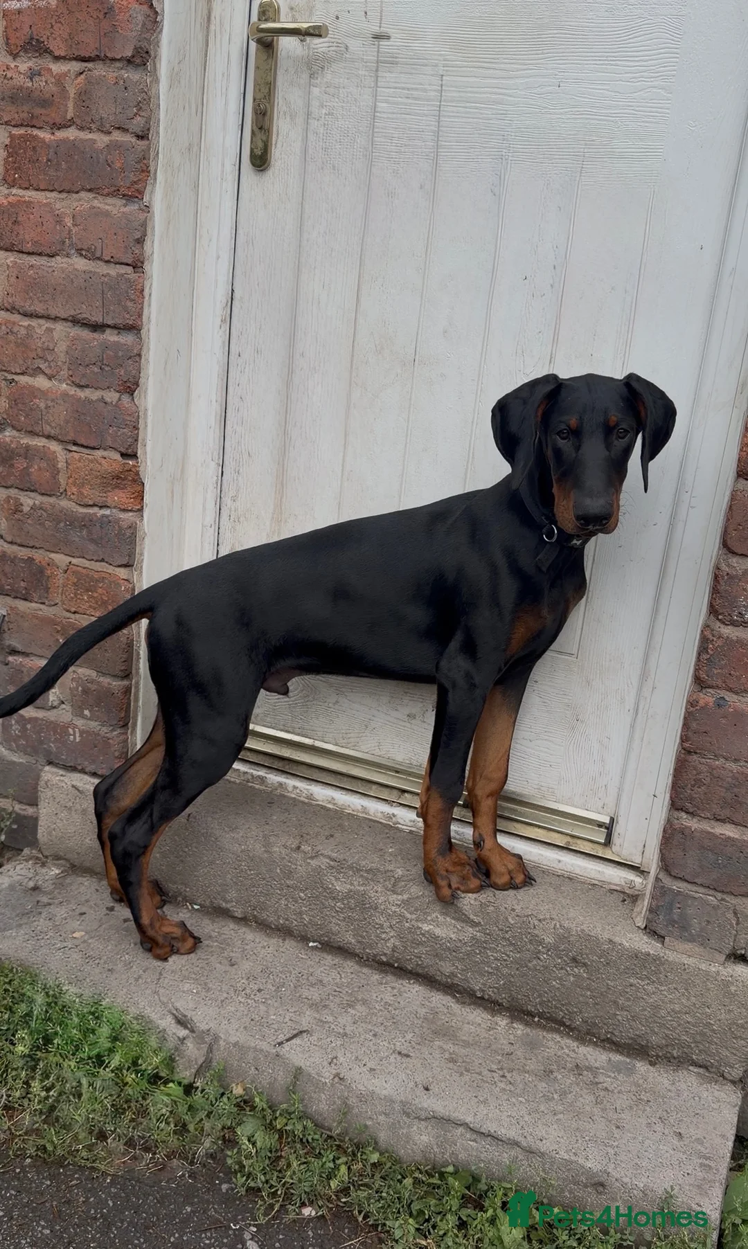 Dobermann dogs for sale: 5 month Dobermann puppy - Advert 2