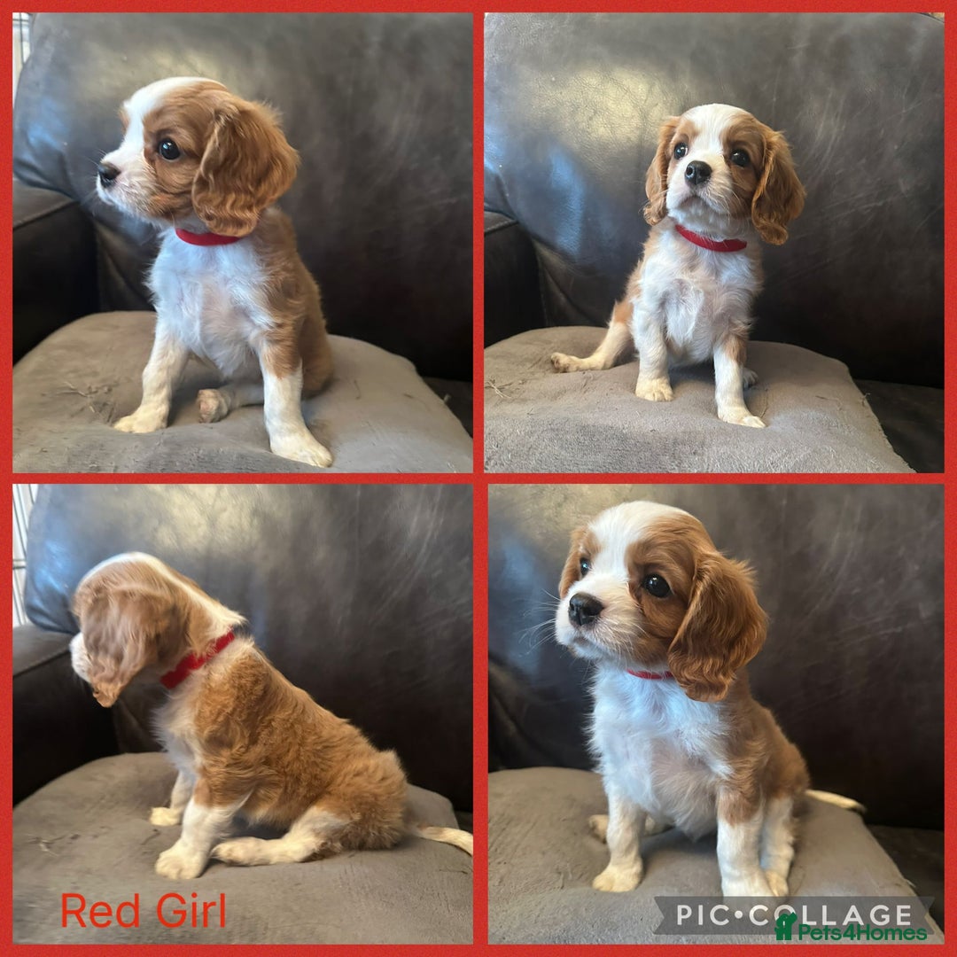 Cavalier King Charles Spaniel dogs for sale: cavalier king charles  - Image 9