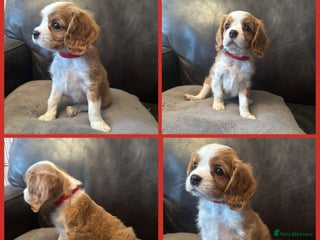 Cavalier King Charles Spaniel dogs cavalier king charles - Advert 3