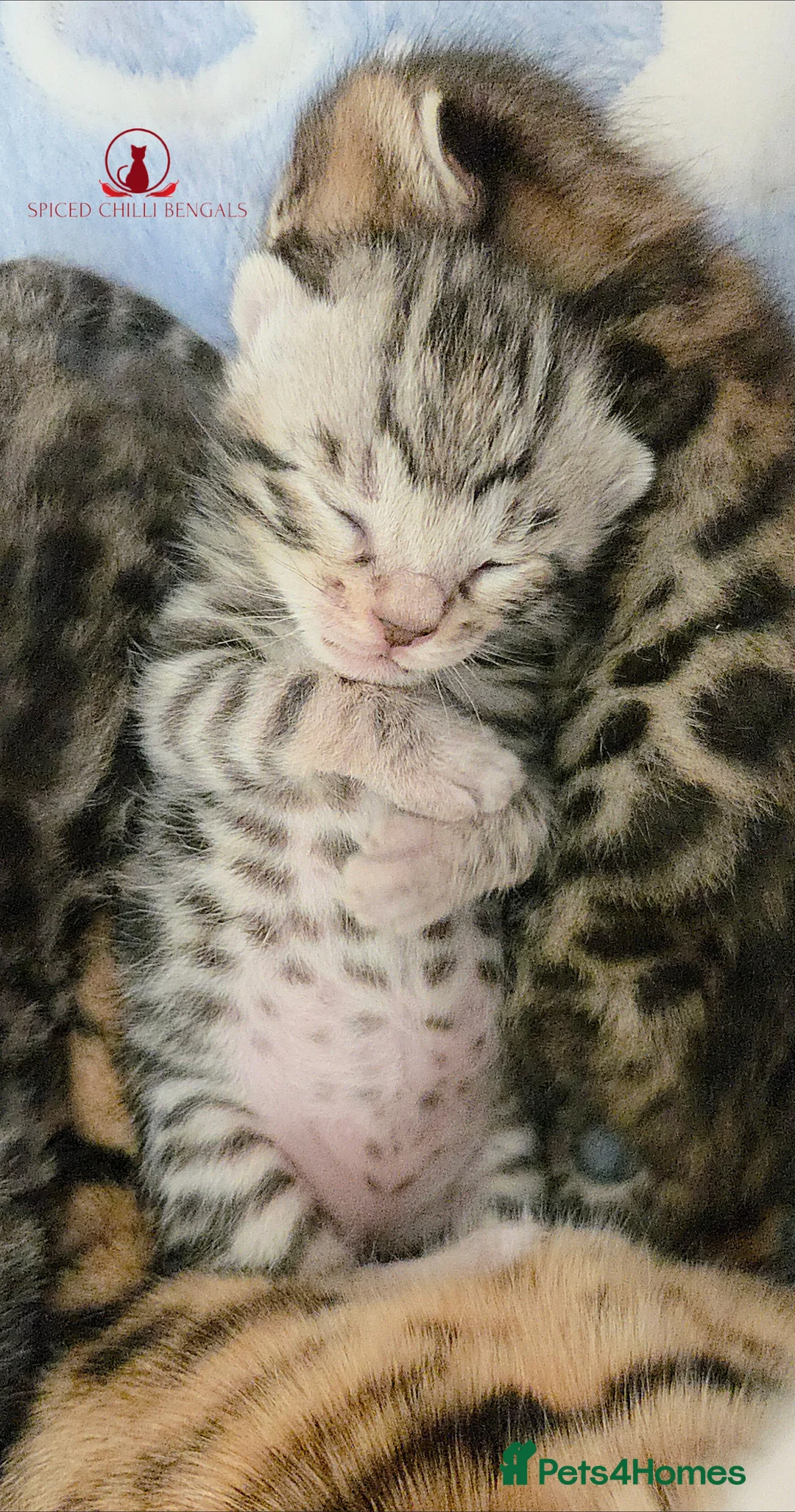 Bengal cats for sale: 🌟6 x CHAMPION BENGALS KITTENS🌟 - Advert 6