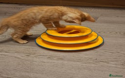 Mixed Breed cats for sale: 2 gorgeous kittens - Image 5