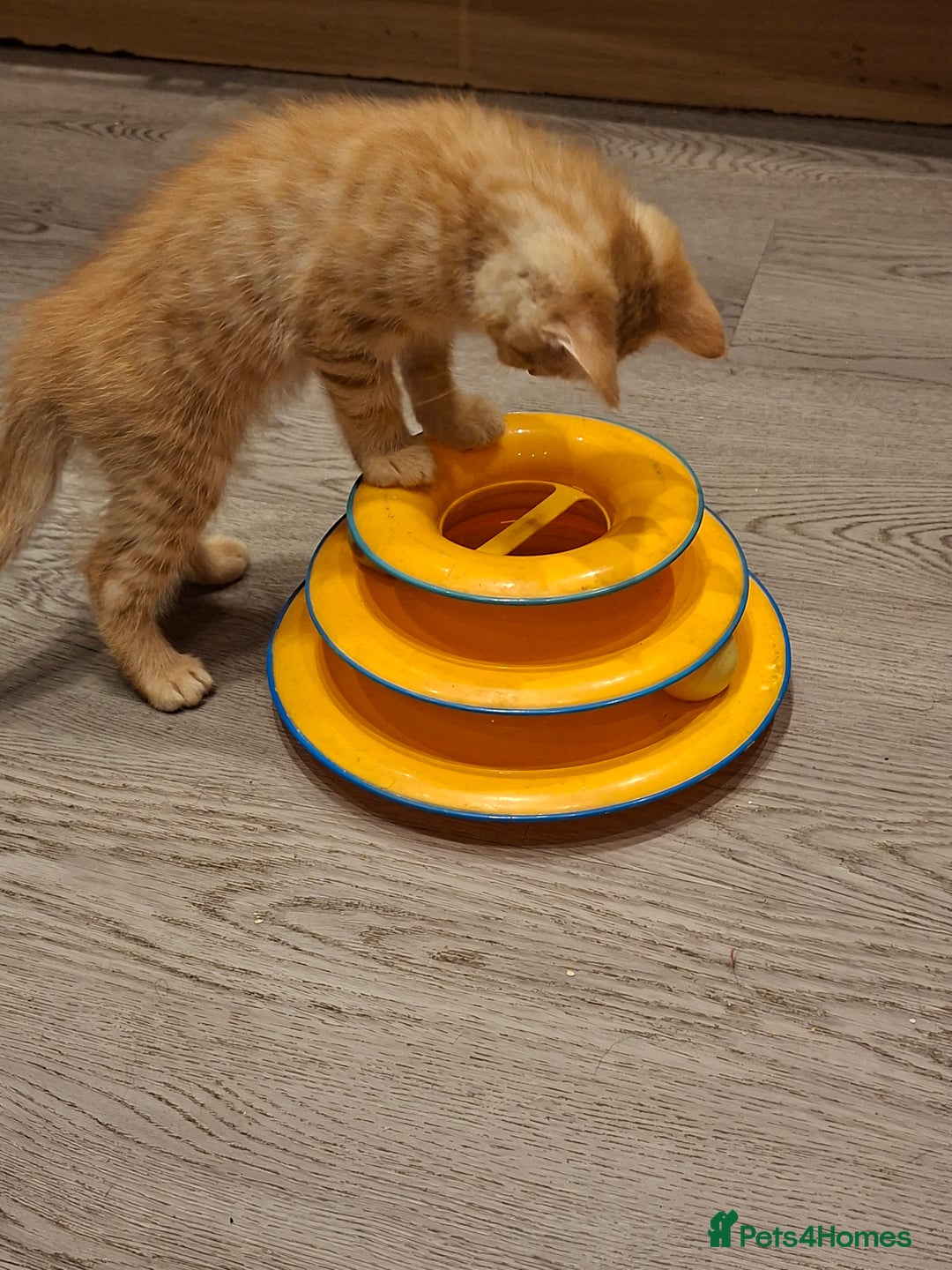 Mixed Breed cats for sale: 2 gorgeous kittens - Image 5
