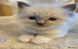 Ragdoll cats for sale: Stunning ragdoll kittens  - Advert 17