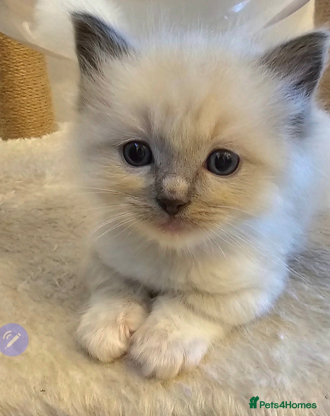 Ragdoll cats for sale: Stunning ragdoll kittens  - Advert 17