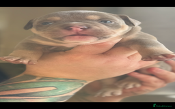 Mixed Breed dogs for sale: Stunning English bulldog mix pocket bully  - Image 16