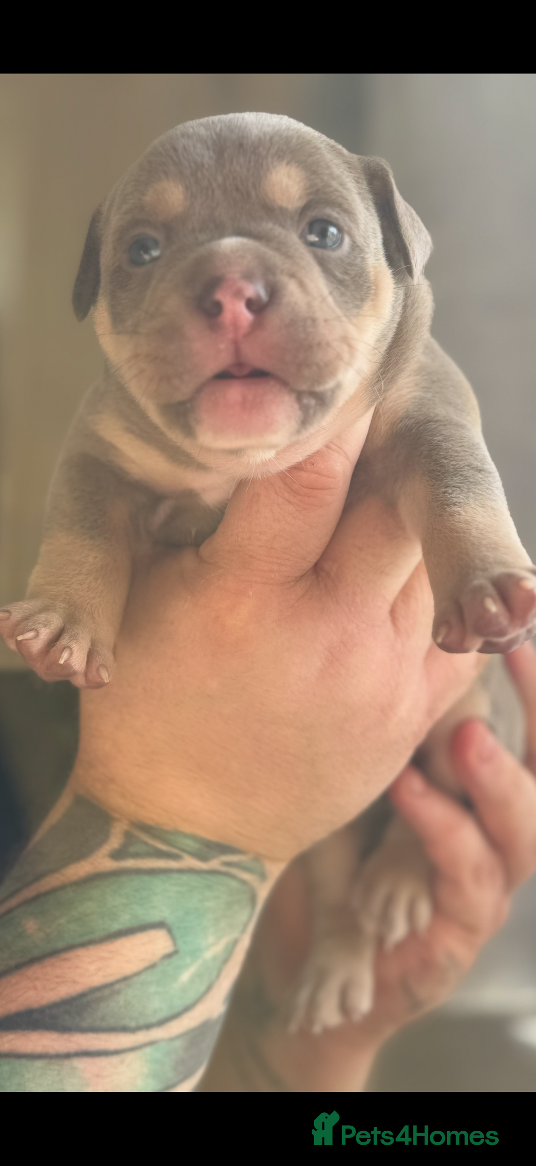 Mixed Breed dogs for sale: Stunning English bulldog mix pocket bully  - Image 16