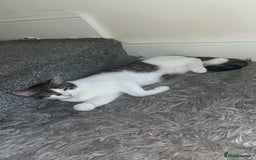 British Shorthair cats for sale: Billy D.O.B-30/03/2025 - Image 2