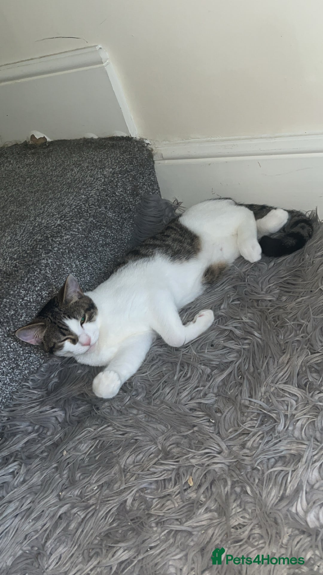 British Shorthair cats for sale: Billy D.O.B-30/03/2025 - Image 2