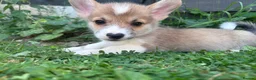 Welsh Corgi Pembroke dogs for sale: REDUCED — Fully Vaccinated Pembroke Welsh Corgi   - Advert 10