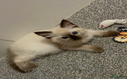 Ragdoll cats for sale: GCCF Ragdoll boy kittens - Advert 22